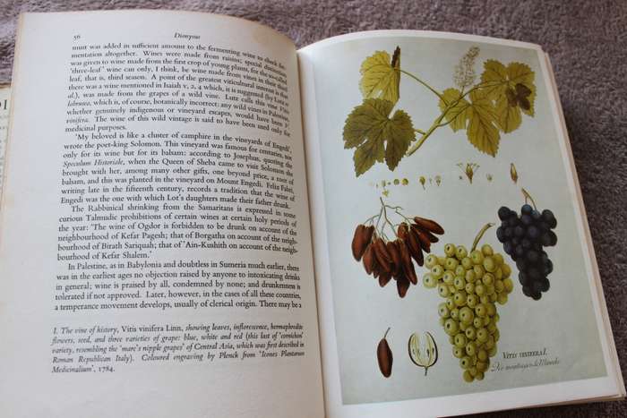 A SOCIAL HISTORY OF THE WINE VINE  DIONYSUS  by Edward Hyams  (C)