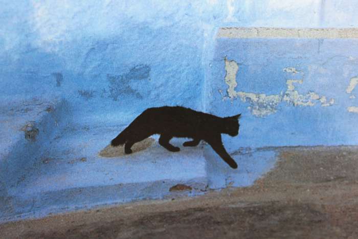 CATS IN THE SUN. Hans Silvester. (Combining cats with scenery of the Greek Islands)