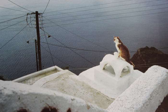 CATS IN THE SUN. Hans Silvester. (Combining cats with scenery of the Greek Islands)