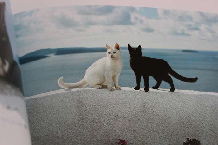 CATS IN THE SUN. Hans Silvester. (Combining cats with scenery of the Greek Islands)