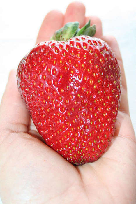 GIANT STRAWBERRY* 20 seeds * FRAGARIA ANANASSA L.* WORLD'S LARGEST #1280