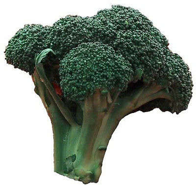 100 EARLY FALL RAPINI BROCCOLI Raab Brocoletti Seeds