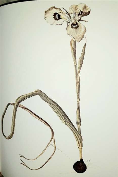 The Flora capensis of Jakob and Johann Philipp Breyne (Brenthurst series)  by Breyne, Jakob