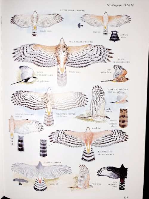 Sasol Birds of Southern Africa-The Region`s Most Comprehensively Illustrated Guide