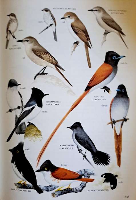 Sasol Birds of Southern Africa-The Region`s Most Comprehensively Illustrated Guide