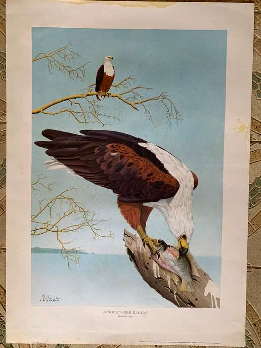 Kenneth Newman Photolithographic Prints Signed