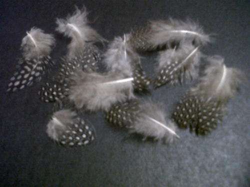 Feathers small