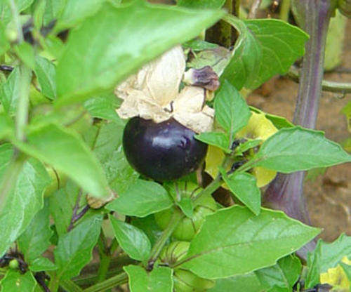 Physalis subglabrata 10 seeds "Smooth purple ground cherry"
