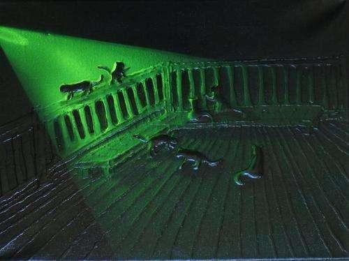 Kittens playing on deck. Acrylics on Stretched boxed canvas.By Jane Flowers