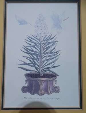 Lovely Botanical Print from Italy