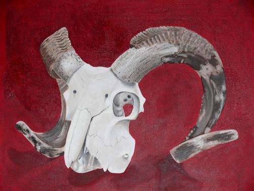 Merino skull