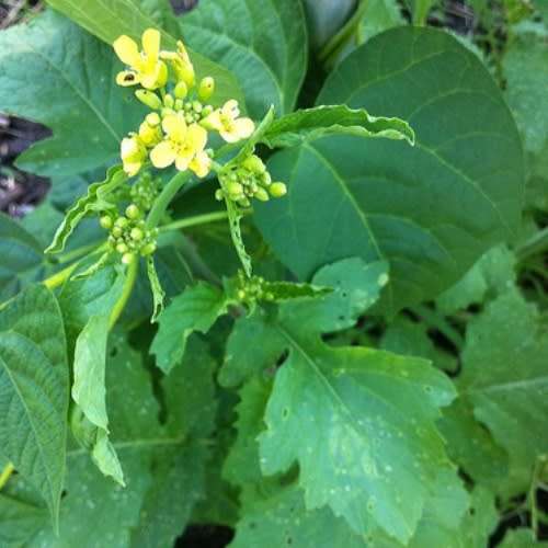 Black Mustard - Brassica Nigra '' - Black Mustard Seeds