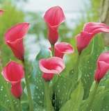 ***AWESOME ARUMS - CHIANTI ! ***