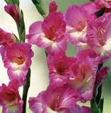 ***GLADIOLI  BULBS - PURPLE BLUE ***