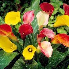 ***AWESOME ARUMS ASSORTED  !***