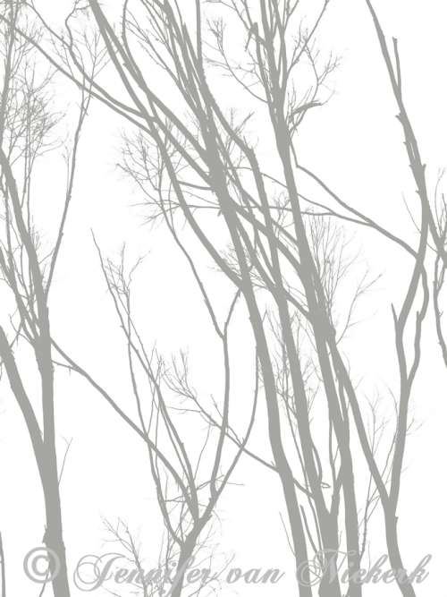 Eucalyptus Silhouette Grey Monday on White  [d]