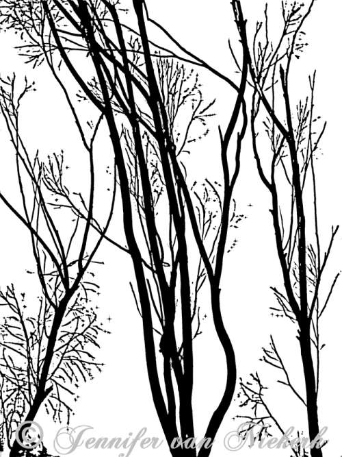 Branchy Eucalyptus  [d]