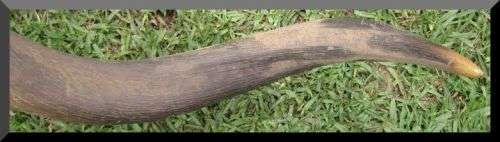 Large Horn