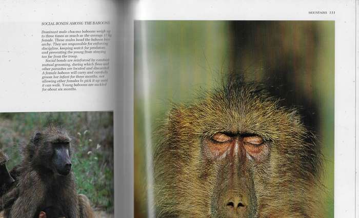 Southern Africa Spectacular world of Wildlife (F) - Readers Digest coffee table book
