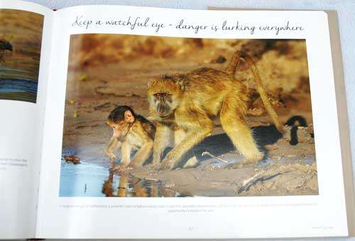 TOWARDS SYNERGY Leadership Principles Reflected in Nature  -- Lou Coetzer