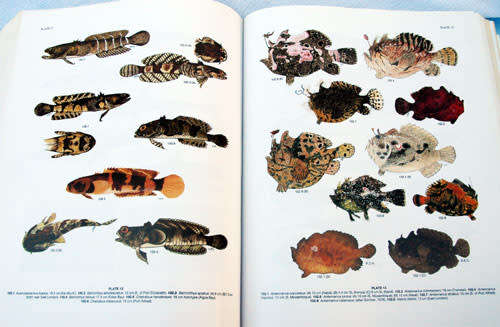 Smiths` Sea Fishes -- Smith, Margaret M. Smith and Phillip C. Heemstra