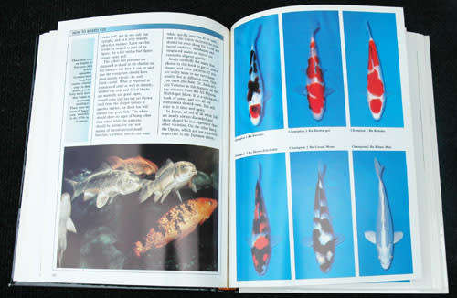 The Cult of the Koi -- Michugo Tamadachi