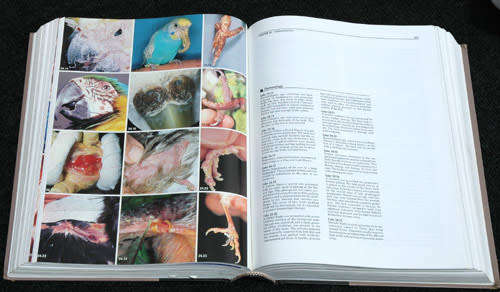 Avian Medicine : Principles and Applications -- Ritchie, Harrison and Harrison