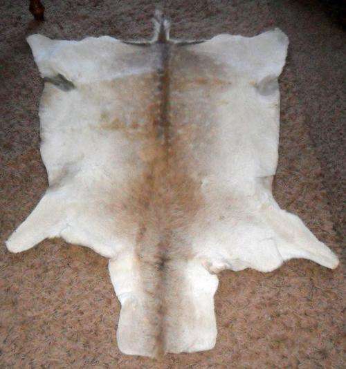 ANIMAL SKIN