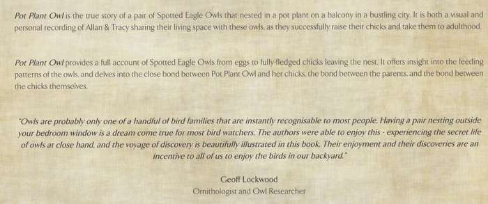 POT PLANT OWL by Allan and Tracy Eccles