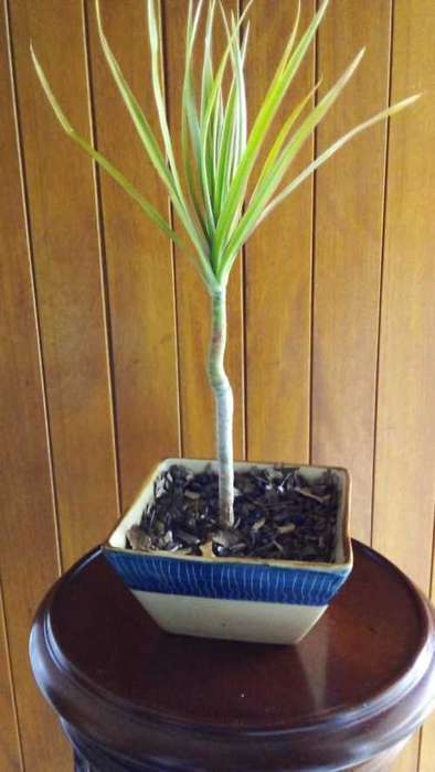 4 year old Dracaena grown as Bonsai.