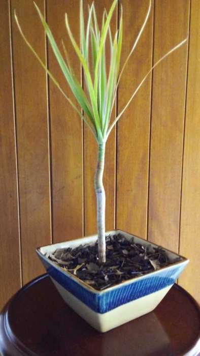 4 year old Dracaena grown as Bonsai.