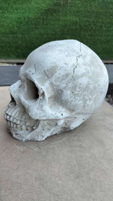 Magnificent Realistic Cement Decorative Skull (1 of 2)