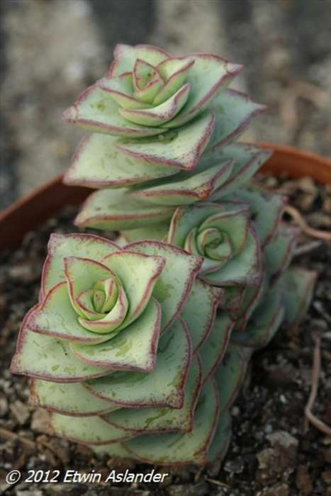 Crassula perforata hybrid (live plants)