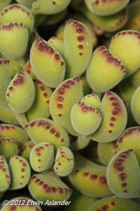 Cotyledon tomentosa ssp. tomentosa (live plants)