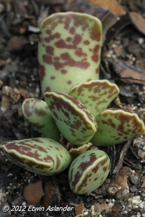 Adromischus cooperi (live plants)