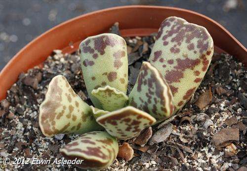 Adromischus cooperi