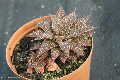 Gasteria Flo