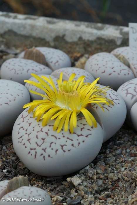 Dinteranthus vanzylii - 100 seeds