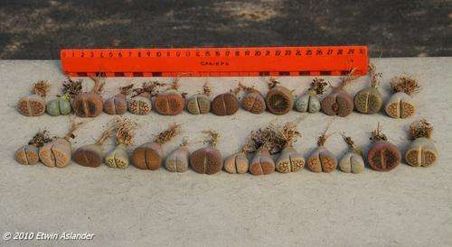 lithops