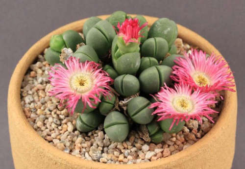 Argyroderma mega mix - 100 seeds