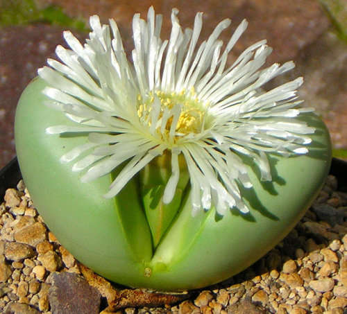 Argyroderma mega mix - 100 seeds