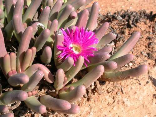 Argyroderma mega mix - 100 seeds