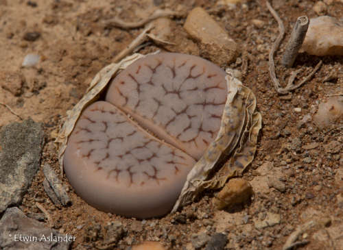Lithops pseudotruncatella ssp. dendritica   -100 seeds