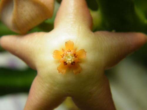 stapelia divaricata