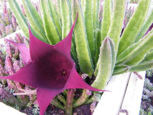 Stapelia leendertziae plants