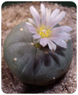 Peyote (Lophophora williamsii)  20 seeds