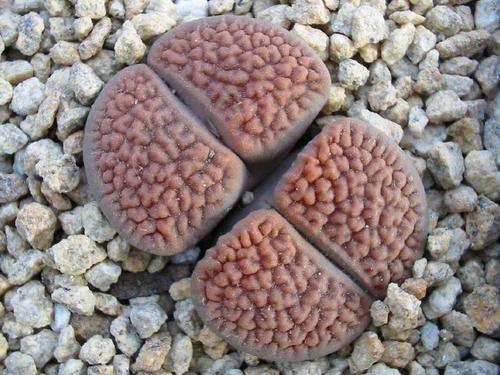 Lithops hookeri (plants)