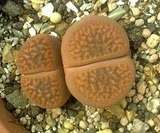 lithops hookeri