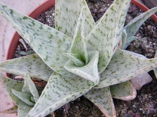 Aloe Quicksilver (live plants)