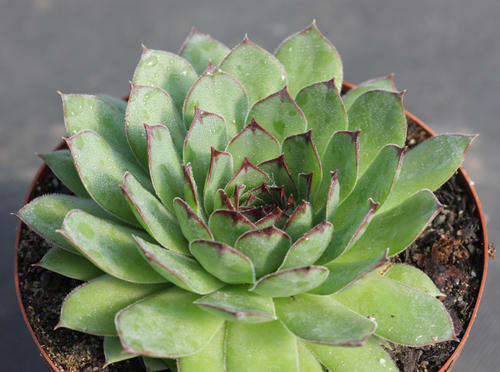 sempervivum tectorum